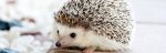 hedgehog blog