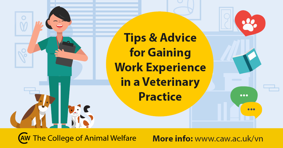 Tips And Advice For Gaining Work Experience In A Veterinary Practice