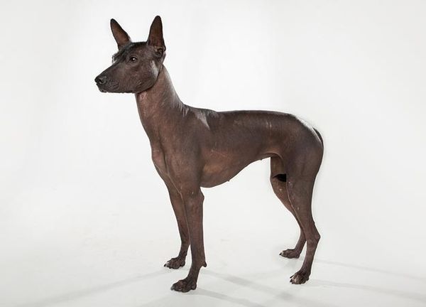 Xoloitzcuintli - by Keith Barraclough / DCL