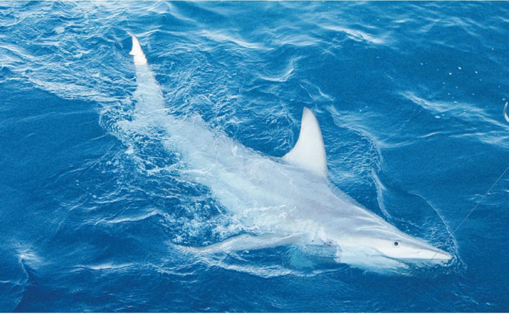 World's First Hybrid Super-Shark - CAW Blog