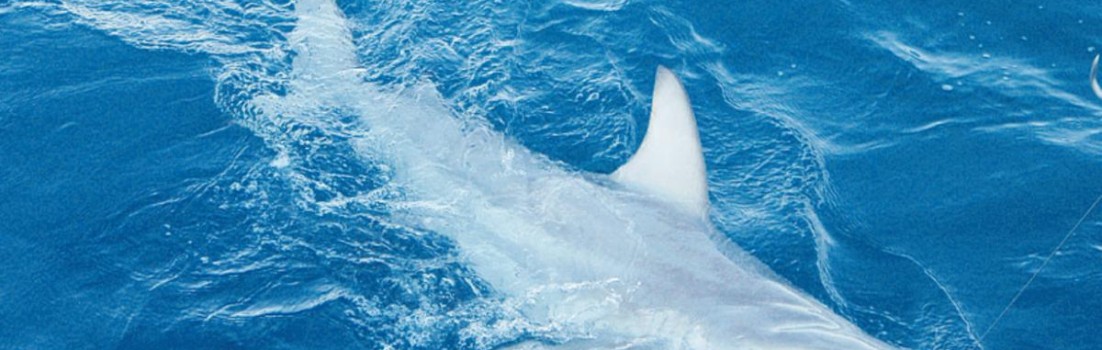 prince hybrid shark
