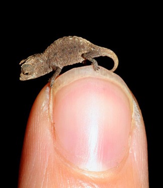 Tiny Chameleon