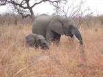 Volunteering with African Wildlife: Elephants