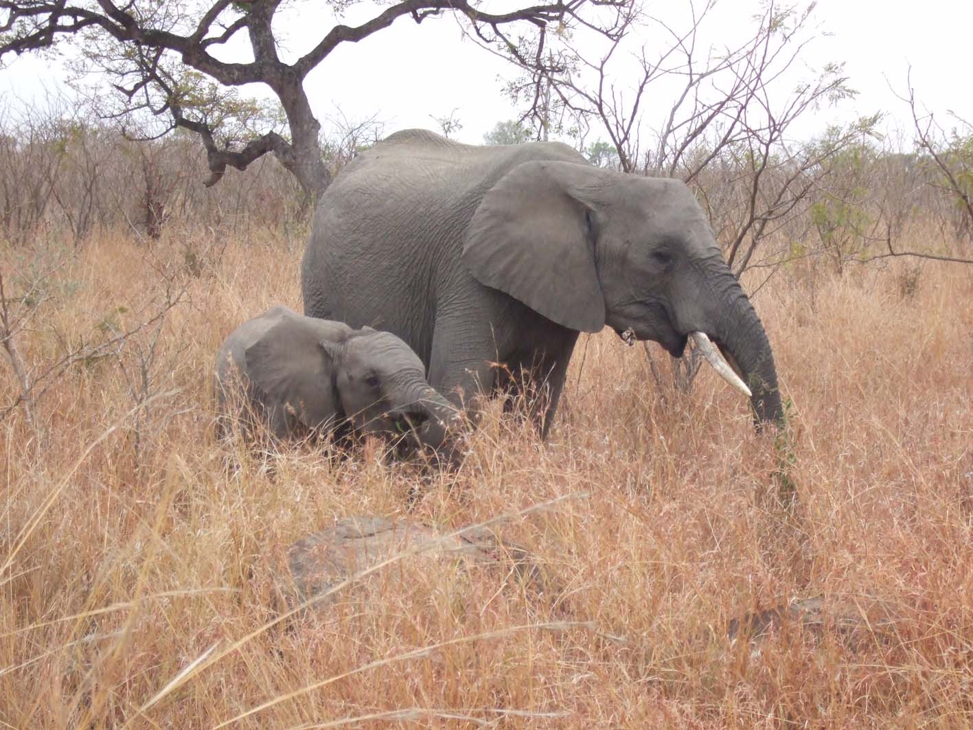 Volunteering with African Wildlife: Elephants