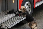 Dog saves her pups from fire and places them in a fire engine!