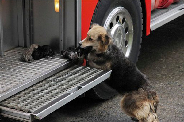 Dog saves her pups from fire and places them in a fire engine!