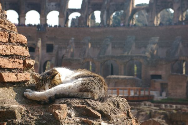Cat Leads Owner to Discover 2,000-Year-Old Roman Ruins - CAW Blog