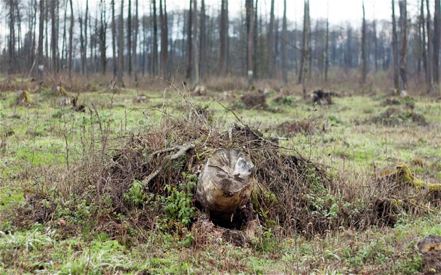 The devastated landscape of the Zabodny forest - Photo Adam Grabowski