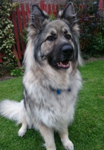 Long coated German Shepherd Dog