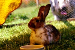 A rabbit sitting in the shade