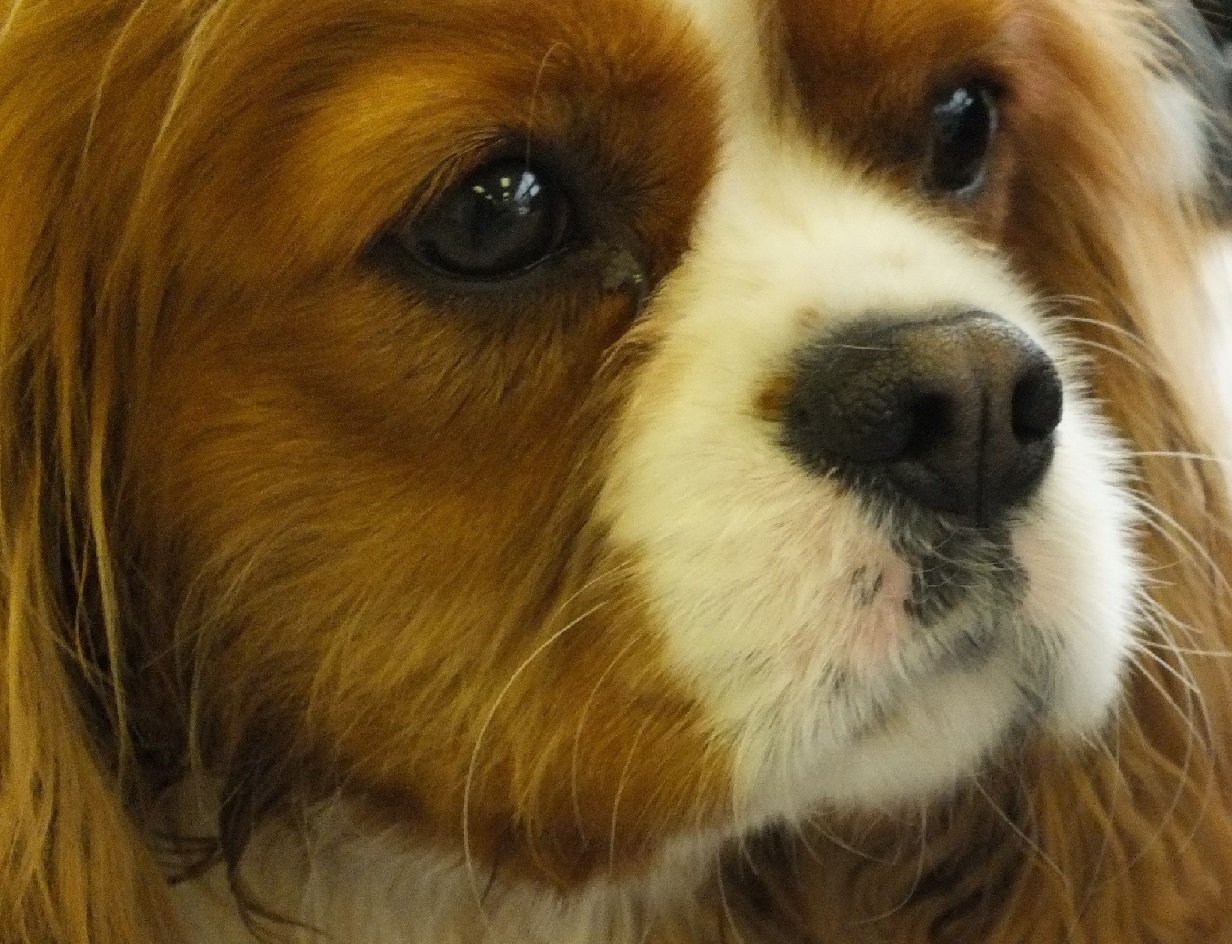 The Kennel Club approves Cavalier Heart Scheme CAW Blog