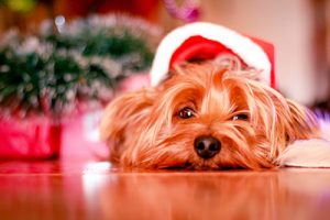 Dog in a Christmas hat