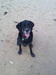 scout-on-the-beach-tori-page