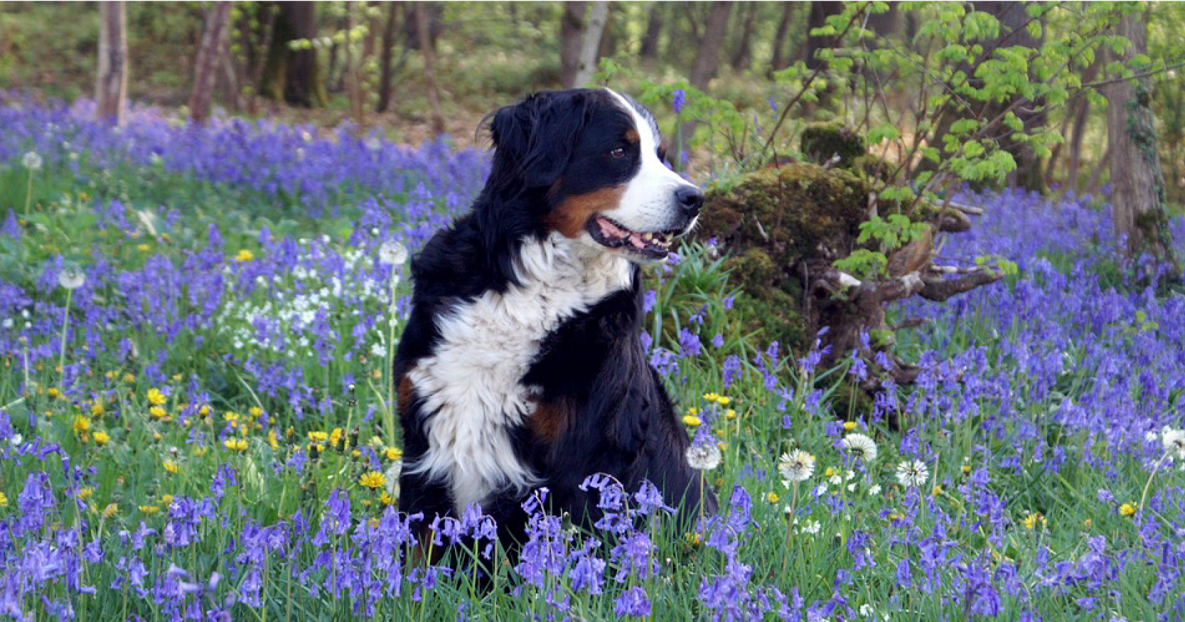 Spring pet safety tips blog featured image