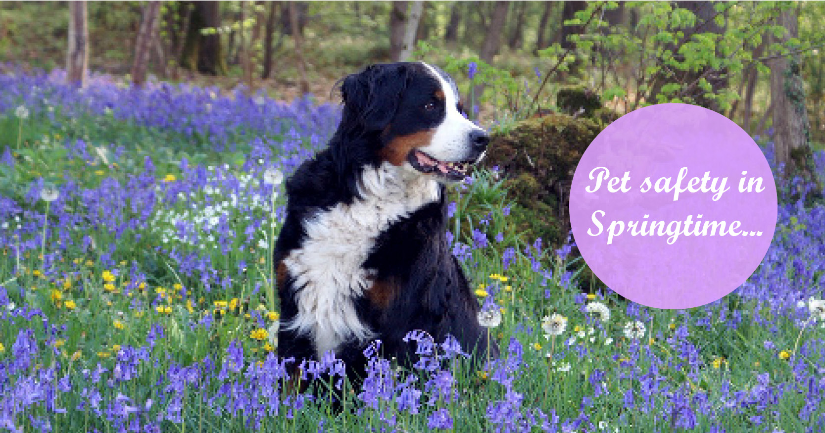 Spring pet safety tips blog featured image