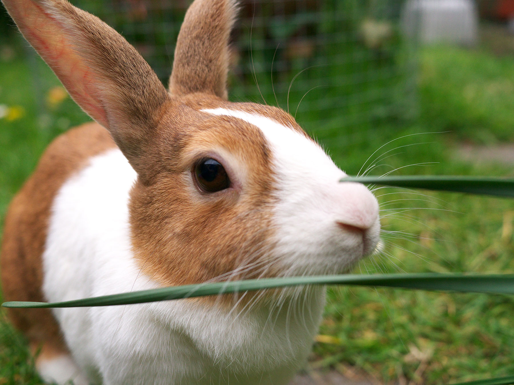 Brown and white dutch rabbit in a garden