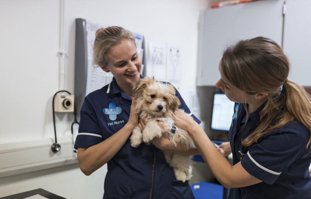 Do you know someone who deserves to be ‘Veterinary Nurse of the Year