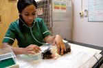 anaesthesia app blog featured image - vet nurse nursing guinea pig