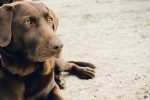 Brown dog - dog grooming courses article featured image
