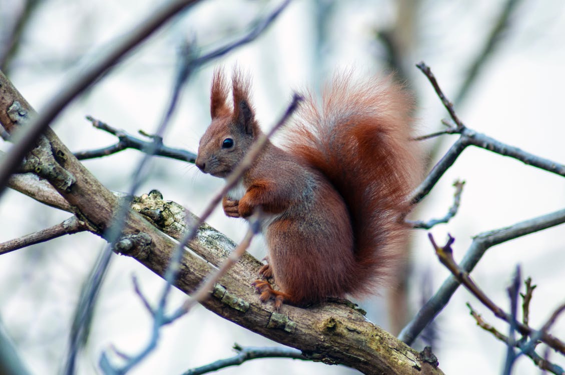 red squirrel awareness week CAW Blog