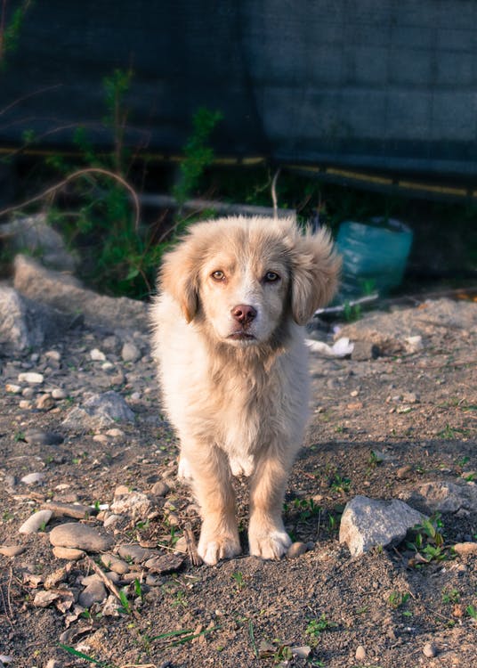 update microchipping information blog