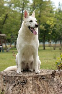 white swiss shepherd dog new kennel club breed