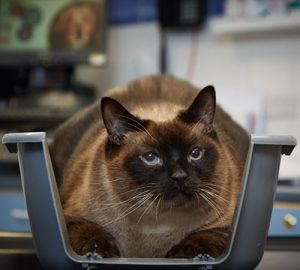 Elvis the cat weighs nearly 10kg and is double the size he should be blog size