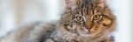fluffy feline