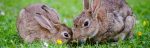 rabbit awareness week
