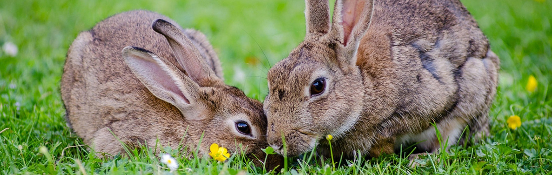 rabbit awareness week