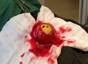 Veterinary photographer of the year 2017 winner