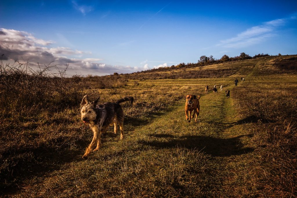 How To Start Your Own Dog Walking And Pet Sitting Business