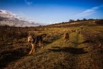 dog walking and pet sitting business short course