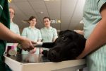 Degree student nurses bandaging dog's foot