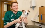 Male RVN in practice - careers with animals day