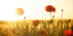 Remembrance Sunday