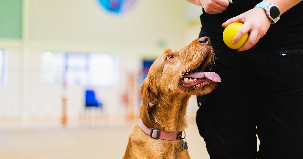 New Animal Care Apprenticeship By Employers, for Employers CAW Blog