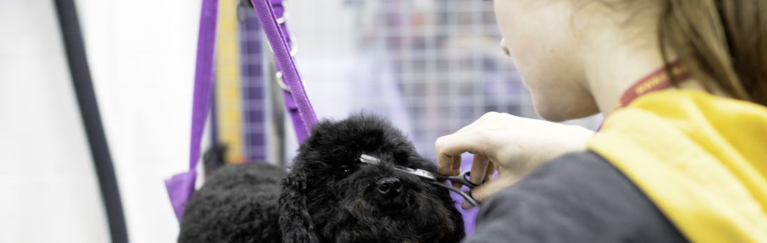 Image showcasing Desensitizing your dog to grooming: Paws, ears, and tails