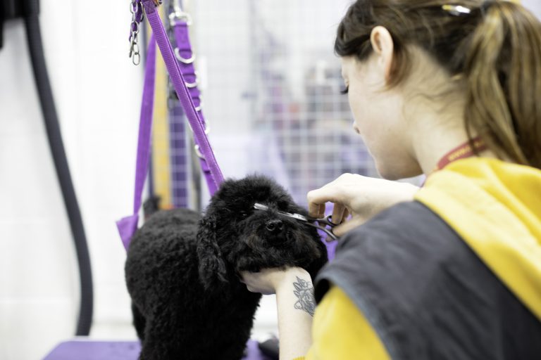 NEW fast track dog grooming courses open to experienced groomers! CAW