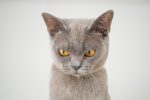 Angry cat 2