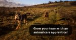 Animal care apprentice blog cover image