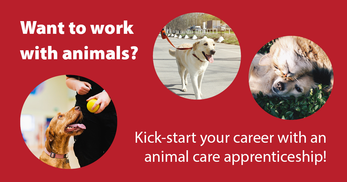National Apprenticeship Week Kickstart your career with an animal