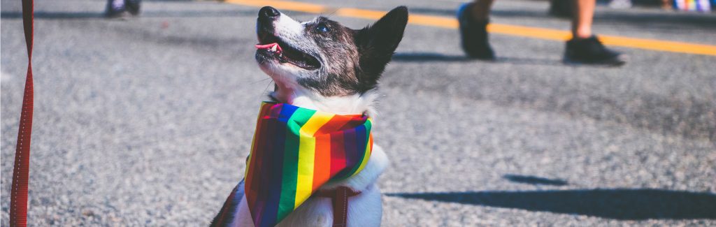 Lgbt dog cheap clothes