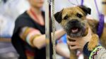 Intensive dog grooming courses cover image
