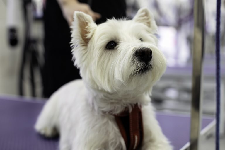 West Highland White Terrier Grooming Seminar: Wednesday 22 May - CAW Blog