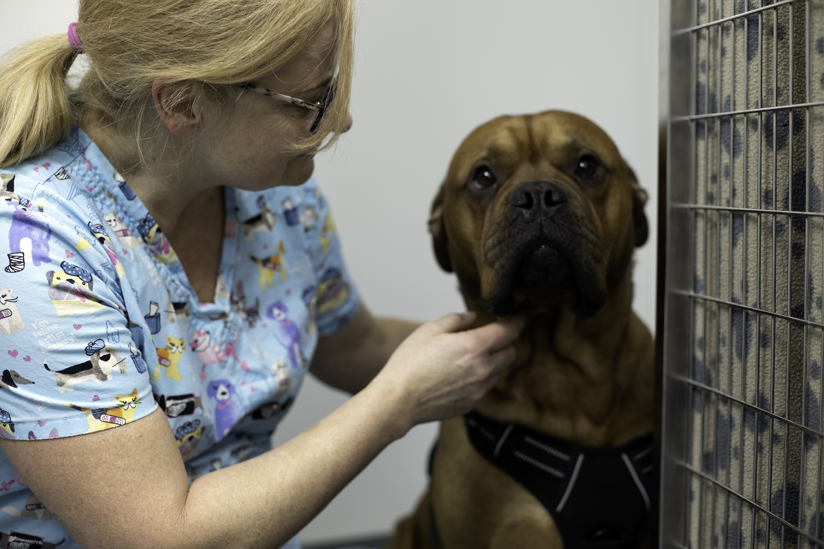 Veterinary care support apprenticeship pathway blog image CAW Blog