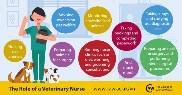 Veterinary Nursing Awareness Month: Is Veterinary Nursing the career ...