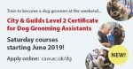 Saturday dog grooming courses