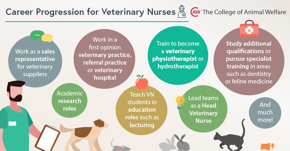 Where can an RVN qualification take you? - CAW Blog