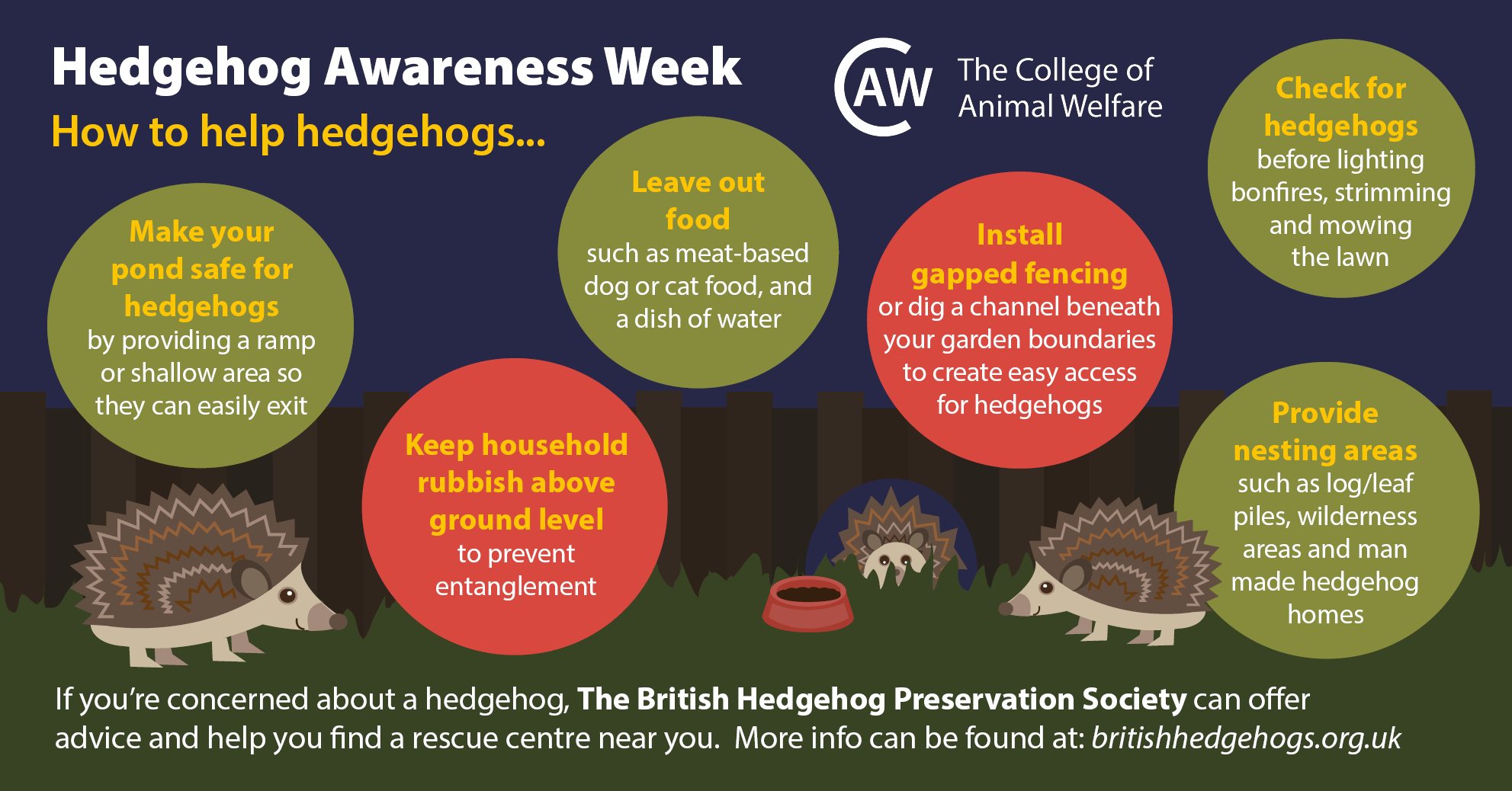 Hedgehog Awareness Week 2021 How to help hedgehogs CAW Blog